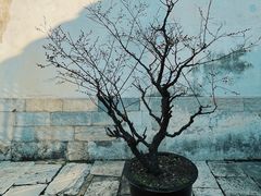 -青果巷历史文化街区