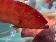 -吴记富苑(朝阳店)