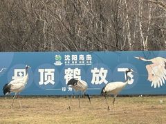 -沈阳鸟岛