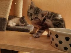 -Pets First伊珊娜洗护·精致美容·家庭式寄养(新会路店)