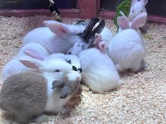 -正佳雨林生态植物园