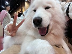 -和它·交个朋友·狗咖猫咖(爱琴海店)