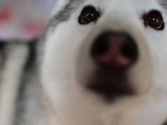 -Husky Go! 哈士奇体验馆·宠物咖啡厅狗咖