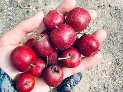 -大岭沟猕猴桃谷风景区