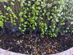 -鹅滋道(甘坑古镇店)