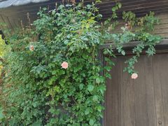 -上海鲜花港