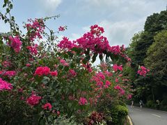 -深圳仙湖植物园
