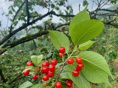 -樱桃山旅游景区
