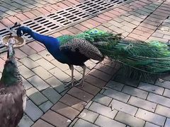 -常州淹城野生动物世界