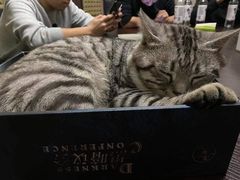 -猫尾侦探俱乐部·剧本杀·狼人杀