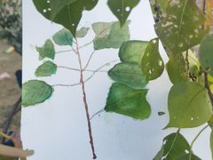 -艾溪湖湿地公园