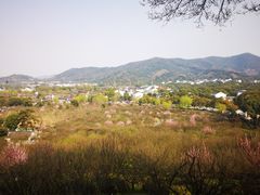 -香雪海