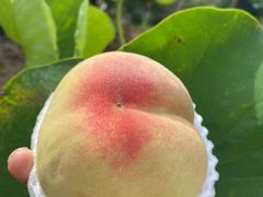 -老袁家蜜桃农场·阳山水蜜桃