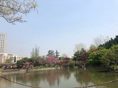 -嘉定紫藤园