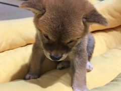 -逗柴咖啡屋·狗咖猫咖宠物桌游