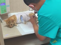 -北京观赏动物医院·24小时大型综合·猫专科·异宠专科
