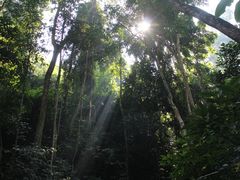 -西双版纳原始森林公园