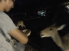 -清迈夜间动物园