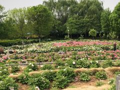 -洛阳市隋唐城遗址植物园