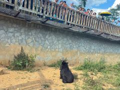 -贵州森林野生动物园