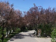 iphone_upload_pic-丰台花园