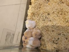 -怪兽屋·羊驼·猫咖·狗咖(俊华广场店)