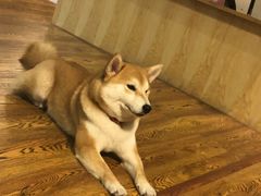 -柴务处·柴犬主题狗咖