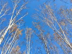 -乌兰布统景区-白桦林