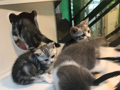 -李小姐の猫咖啡馆(五角场店)