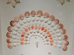-青岛贝壳博物馆