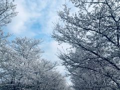 -天王浮山樱花园
