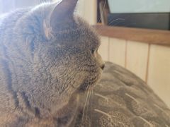 -海边的猫和咖啡馆