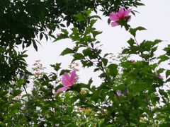 -东郊湿地公园