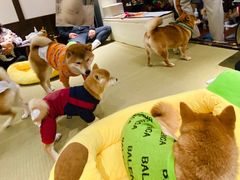 -逗柴咖啡屋·狗咖猫咖宠物桌游