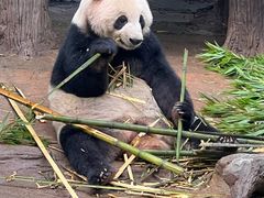 -都江堰中华大熊猫苑