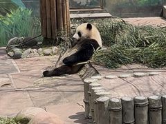 -中国大熊猫保护研究中心雅安碧峰峡基地