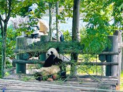 -西霞口神雕山野生动物世界