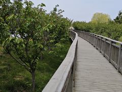 -羊亭河湿地公园