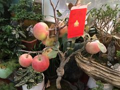 -双季花艺园艺市场(浦东店)