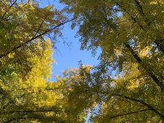 -三里屯东五街银杏大道