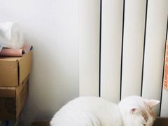 -中农国际动物医院24小时·猫科·骨科·急重症中心