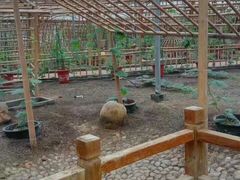 -上海都市菜园