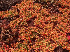 iphone_upload_pic-长木花园