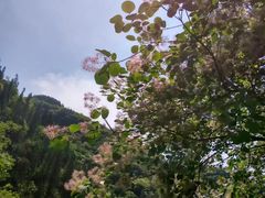 -黄花溪