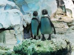 -帝企鹅自助餐厅•儿童岛•真企鹅(长隆企鹅酒店)