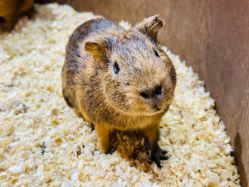 -Zoolung Zoolung动物主题公园(海信广场店)