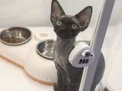 -翊宠yipet猫狗购宠庄园犬舍•猫舍