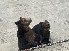 -大连森林动物园