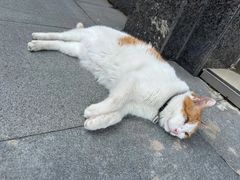 -宠福鑫动物医院(立水桥分院)