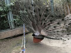 -黔灵山公园